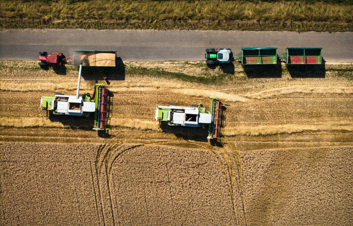 Mietitrebbie al lavoro in un campo di grano